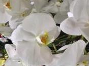 Kids Orchids Dandelions