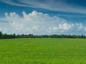 Rice Bowl Kuttanad Turning into Global Farm Heritage Site