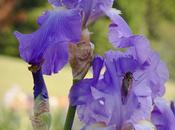 Some Purple Irises