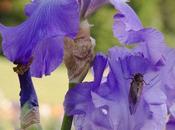 Some Purple Irises