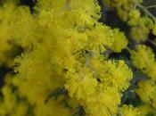 Wattle