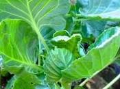 Keep Cabbage Worms Away with At-Home Solution