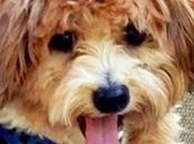Finley Friday: Vote Nephew Pup!
