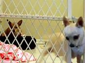 VIDEO: Chihuahua Attempts Daring Escape!