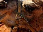 Tales From Down Under: Camel