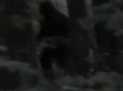 Incredible 2013 Bigfoot Footage (Video) Truth Hoax?