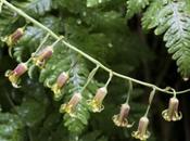 Western Featherbells Stenanthium Occidentale