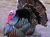 Featured Animal: Turkey