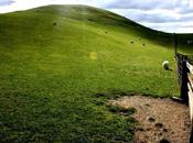 Sheep Shearing Steps