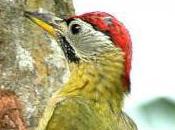 Featured Animal: Woodpecker