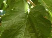 Plant Week: Corylus Colurna