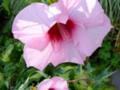 Pink Giant Hibiscus Plant Bright Center (Hibiscus Moscheutos)