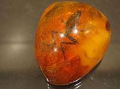 Amazing Creatures Preserved Amber