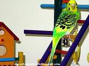 Playgym Parakeet Similar Birds