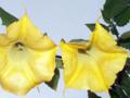 Yellow Angels Trumpet Flowers Brugmansia