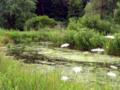 Wetlands Snug Harbor Botanical Gardens