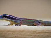 Amazing Gecko: Interesting Facts About World's Most Species-Rich Lizard