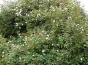 Plant Week: Rosa Mulliganii