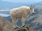 Incredible Climbing Mountain Goats