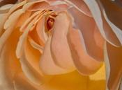 Beautiful Peach Yellow Pastel Roses