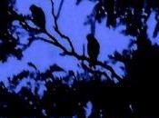 Black Night S.J. Strayhorn