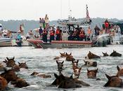 Chincoteague Pony Swim