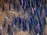 Warm Weather Blamed King Salmon Die-Off