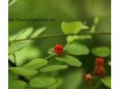 Borivali National Park, Mumbai: Urban Jungle