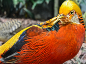 River Safari Golden Pheasant