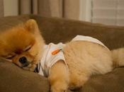 Meet Jiff, Wonder Pom!