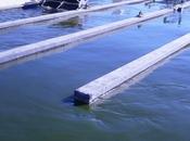 World’s Largest Wastewater Algae Project Successfully Grows First Crop