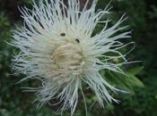 Garden This Weekend 11th August 2013