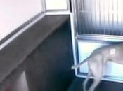 VIDEO: DOGS Out?: Great Shelter Escape!