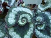 Three Beautiful Begonias Enchantment Garden