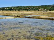 Marine Salt-pans, Sečovlje