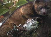 Animal Discovered: Olinguito