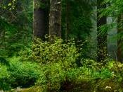 Lawsuit Challenges Plan 150,000 Acres California Growth Forests