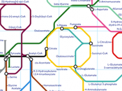 Subway Metabolism Inforgraphic