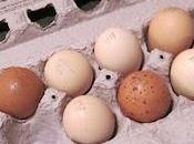 What's Difference Between White Eggs Brown Eggs?