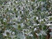 Plant Week: Eryngium Giganteum