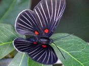 Creation: White-rayed Metalmark