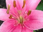 MACRO MONDAY Asiatic Lily
