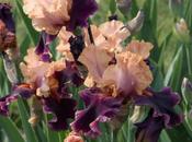Shades Pink Irises
