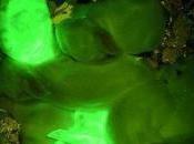 Normal Rabbits Cute? Scientists Make Glow Dark
