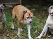 Dog, Owner: Shelters Encourage Adoption Older Dogs