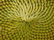 Sunflowers 2013