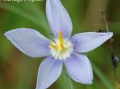 Prairie Superstar: Nemastylis Geminiflora