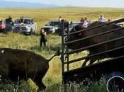 Genetically Pure Bison Returned Fort Belknap After Century Away