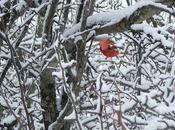 Creation Grace: Birds