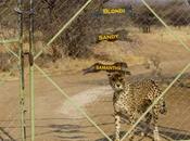Namibia: Cheetah Capital World #GoBigNamibia